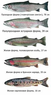 Отличия морской рыбы от пресноводной