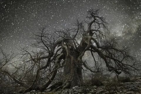 Old trees