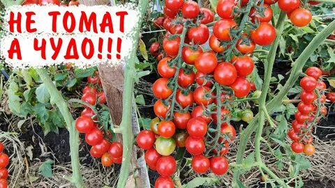 Какой самый урожайный