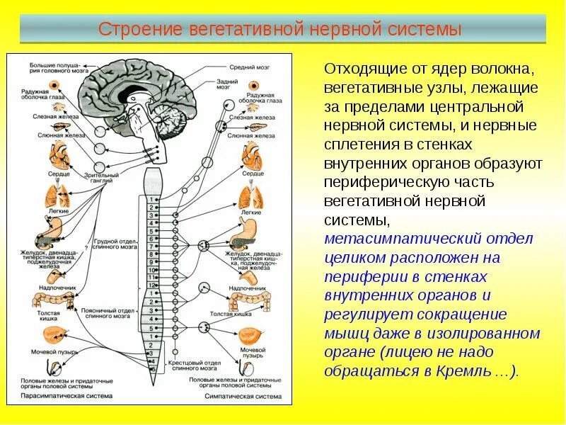 Какие функции регулирует симпатический отдел нервной системы. Центры парасимпатического отдела вегетативной нервной системы. Ядра центрального отдела симпатической нервной системы. Отделы вегетативной нервной системы строение. В Центральном отделе ядра вегетативной нервной системы.