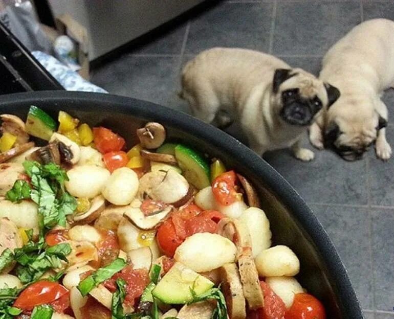 Какую еду давать собаке