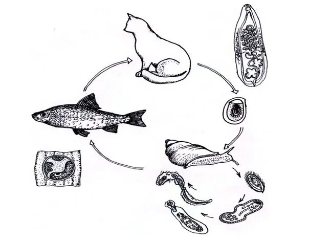 Цикл развития кошачьего сосальщика. Жизненный цикл кошачьего сосальщика. Жизненный цикл кошачьего сосальщика схема. Цикл кошачьей двуустки. Сколько промежуточных хозяев имеет кошачий сосальщик