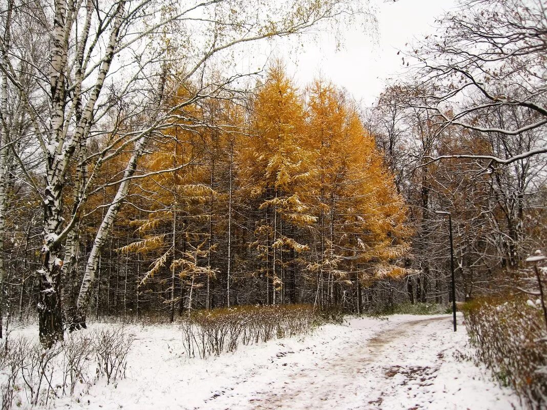 осень зимний период. осень зимний период. осень зимний период. с началом зимы. пейзажи сибири фото поздняя осень.