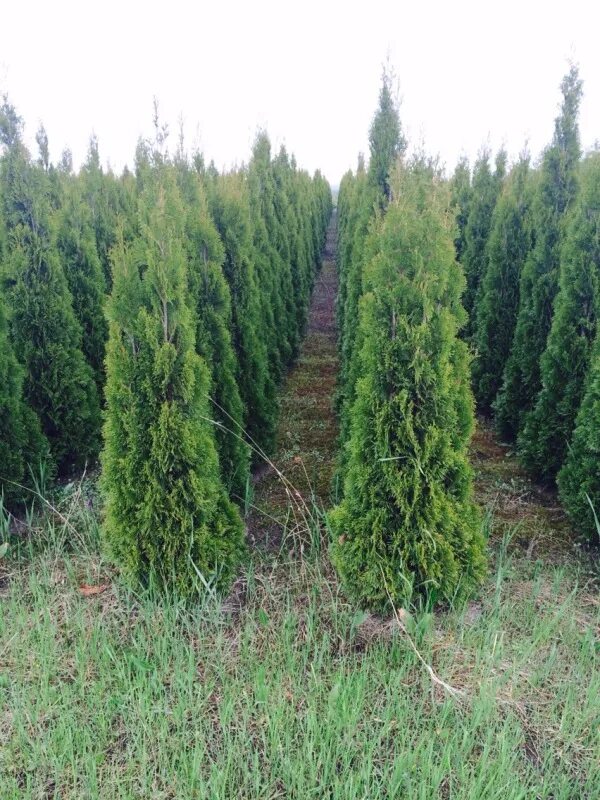 туя западная смарагд. туя западная анниек. туя складчатая голди. туя канадская тимирязевский питомник. 4 туй.