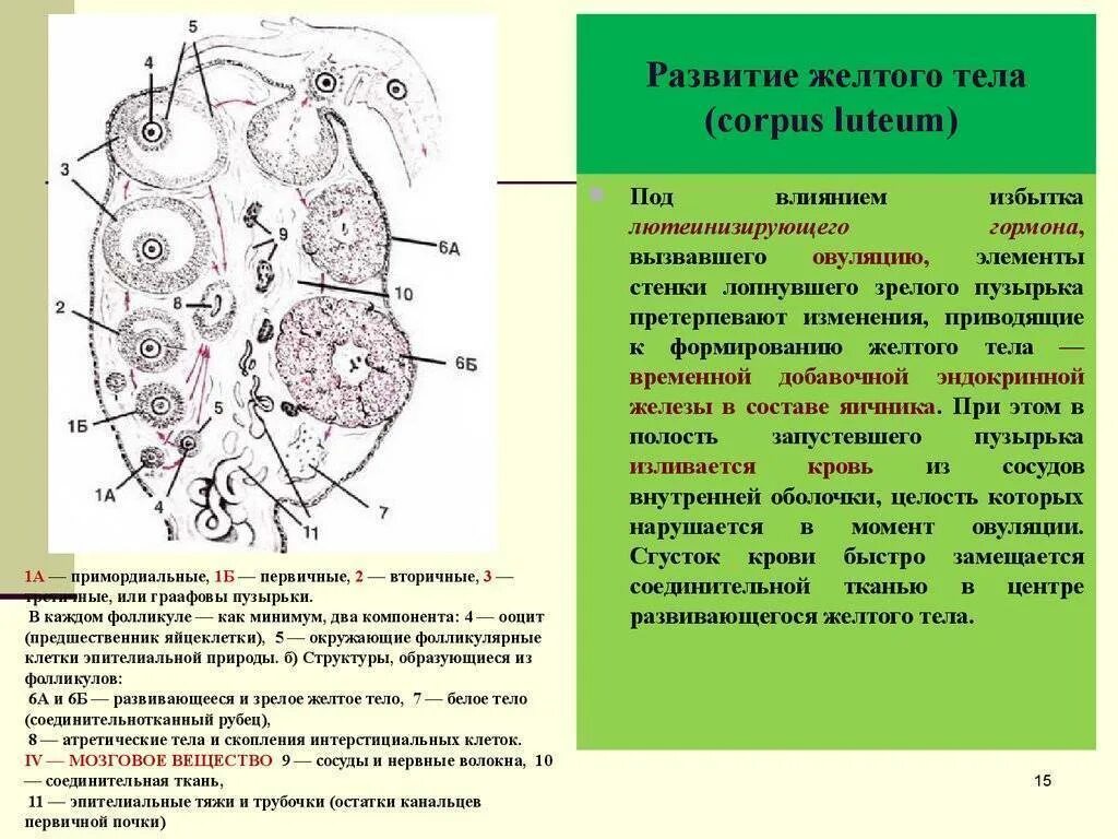 Желтое тело что это значит простыми словами. Желтое тело строение и функции. Строение яичника. Образование желтого тела.