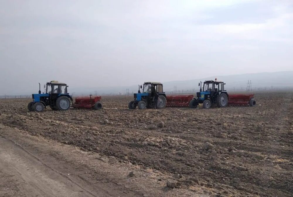 Село сева. Сев озимых. Подготовка к севу озимых культур. Сев озимых культур на Дону. Сев озимых культур в Егорлыкском районе.