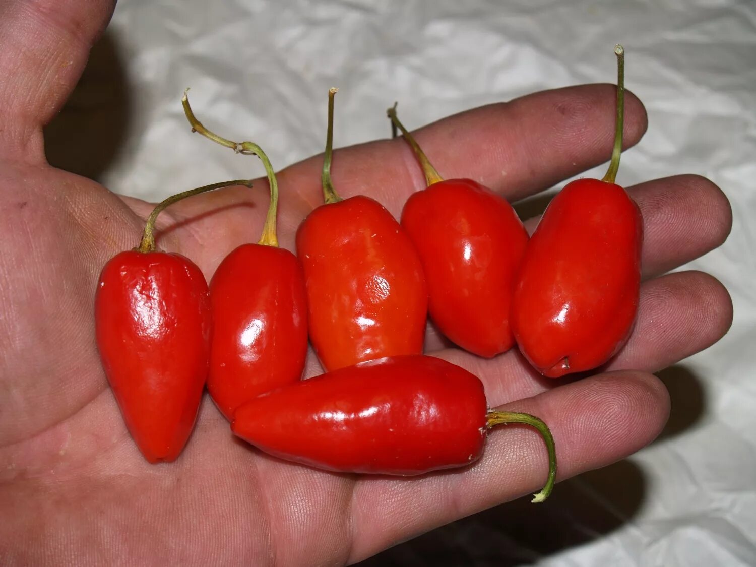 перец грунтовой. перец f1 альмар. болотный перец в краснодарском крае. перец cheiro recife. болгарские перцы постановка.