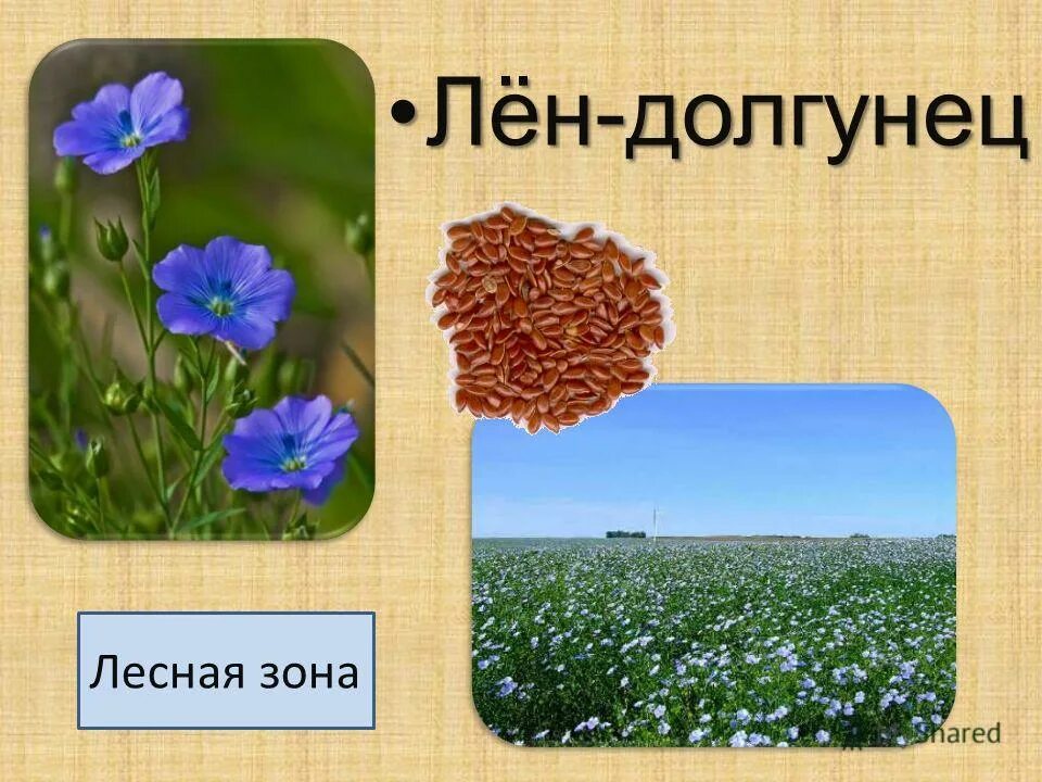 лен долгунец растет. лён-долгунец районы. лён долгунец теплолюбивый. сорта льна долгунца. лен-долгунец зерновая культура.