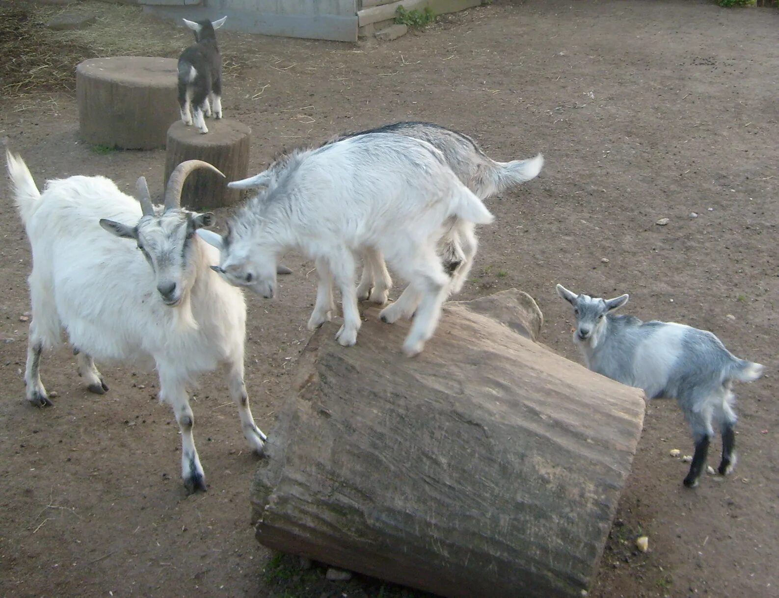 Коза и четверо козлят фильм. Козел. Коза и четверо козлят фильм. Четыре козы. Барнаульский козел.