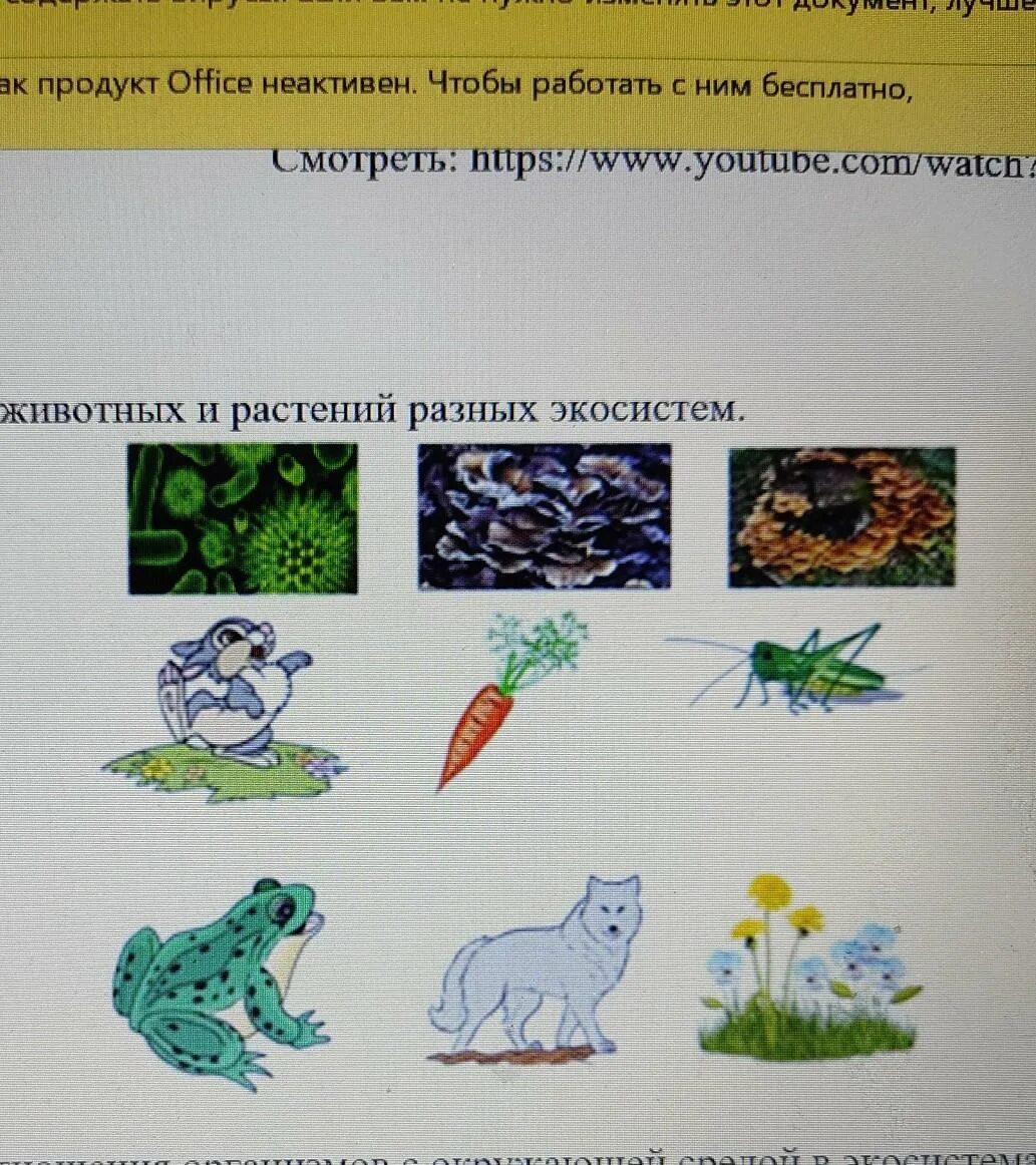 Рассмотрите животных на картинках выявите. Рисунок экосистема животных. взаимодействие организмов с окружающей средой рисунок. нарисовать взаимоотношения организмов с окружающей средой.