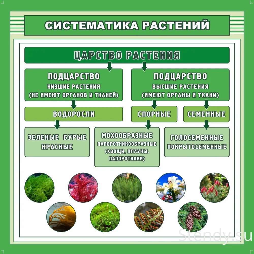 Таблица основные виды растений. Систематика растений. Систематика и классификация растений. Ботаника систематика растений. Классификация растений в биологии.