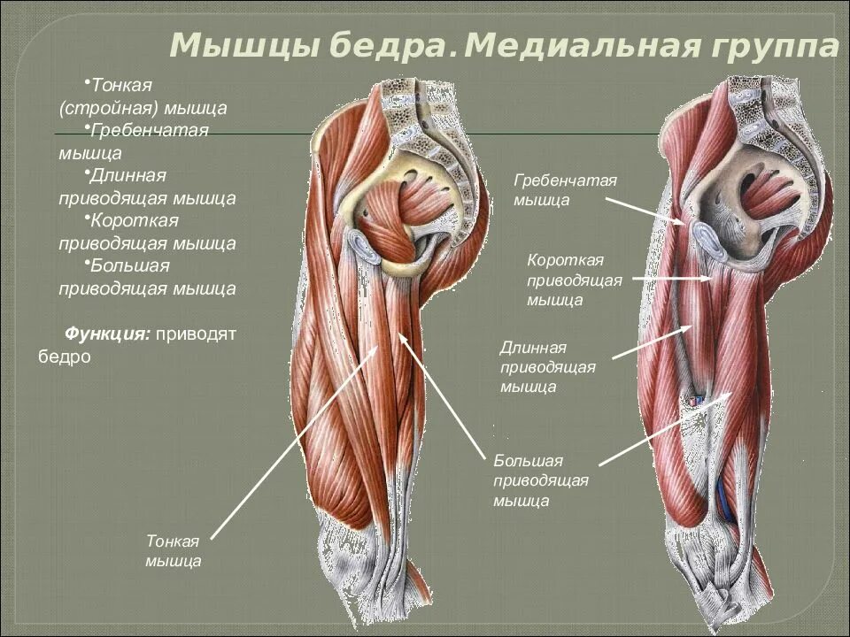 Мышцы бедра вид спереди поверхностный слой. Передняя и медиальная группы мышц бедра. Латеральные мышцы бедра анатомия.