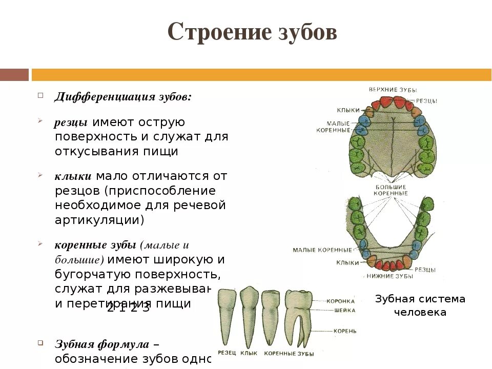 Зубы строение и функции анатомия. Молочные зубы резцы строение. Строение зуба анатомия формула. Структура строение зуба. Какую функцию выполняет зуб человека