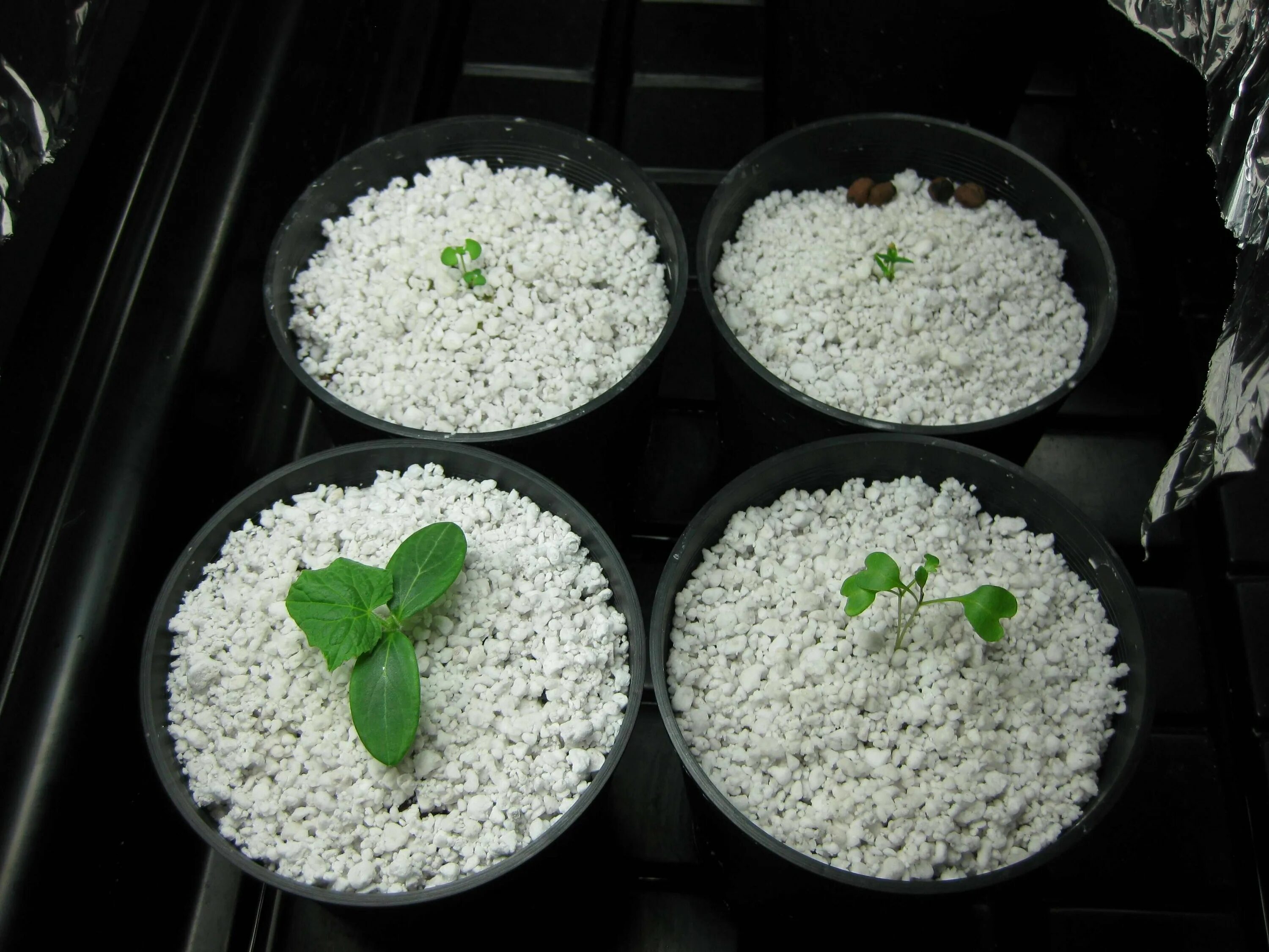 Rainbow quartz камень. Гематит и магнетит. Вырастить кристалл. Вермикулит + перлит + керамзит. Камень радужный халькопирит.