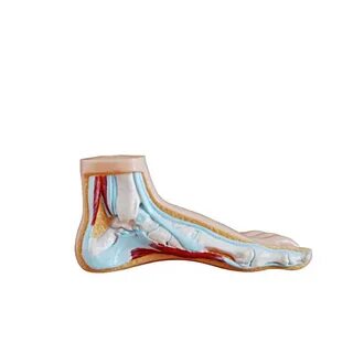 Foot модели