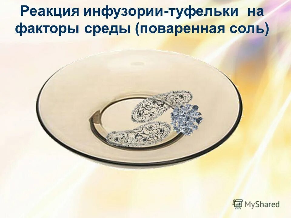 раздражимость инфузории туфельки. движение инфузории от кристалла соли. реакция амебы на соль. движение инфузории от кристалла соли. инфузория туфелька раздражимость.