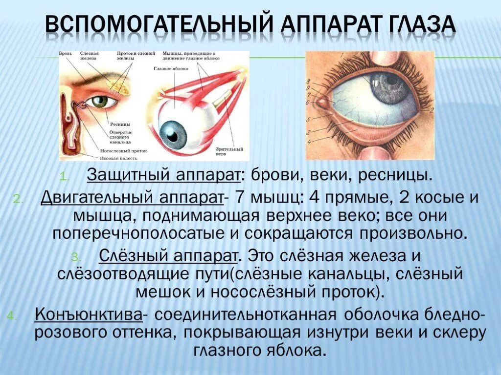 Роль органов зрения. Аппараты глаза вспомогательный двигательный слезный. Строение вспомогательного аппарата глаза. Вспомогательный аппарат глазного яблока анатомия. Структуры глазного яблока вспомогательный аппарат органа зрения.