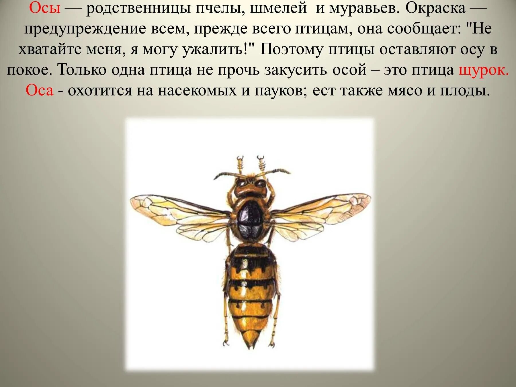 Осе 2