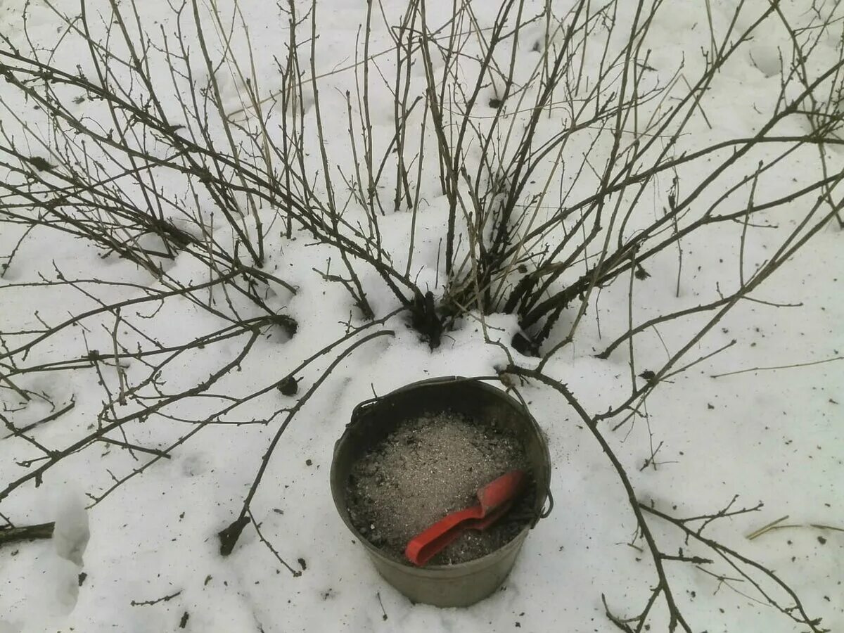 Чем полить кусты смородины весной. Подкормить смородину. Кусты смородины зимой. Подкормить смородину весной. Куст крыжовника зимой.