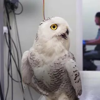 Совы прилетают в полночь аудиокнига