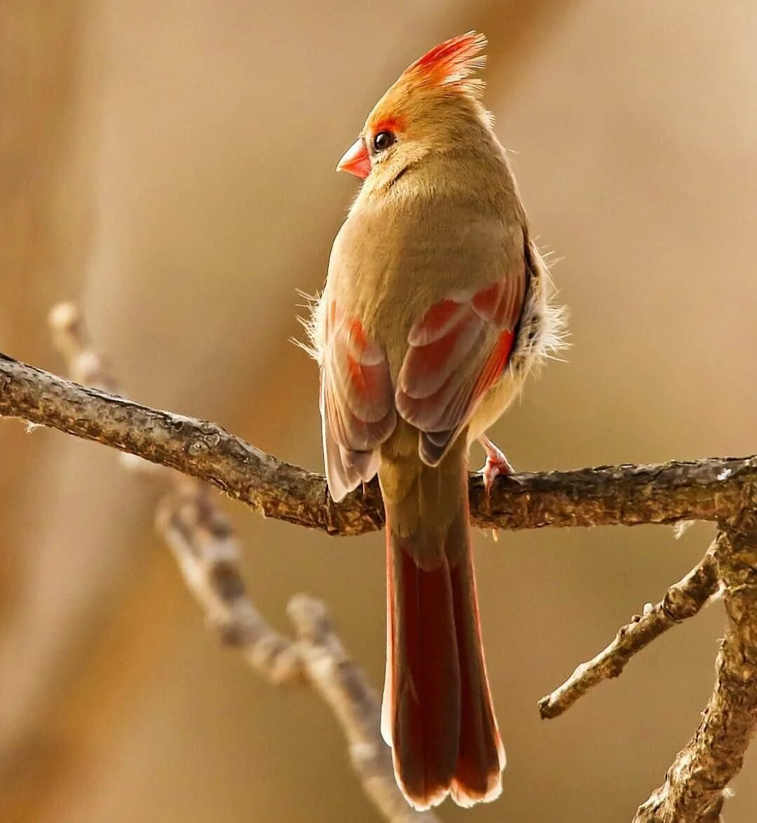 Маленький красный хвост. Птица с красным хвостом. У птиц костный хвост. Птичка с красным хвостиком. Кардинал птица.