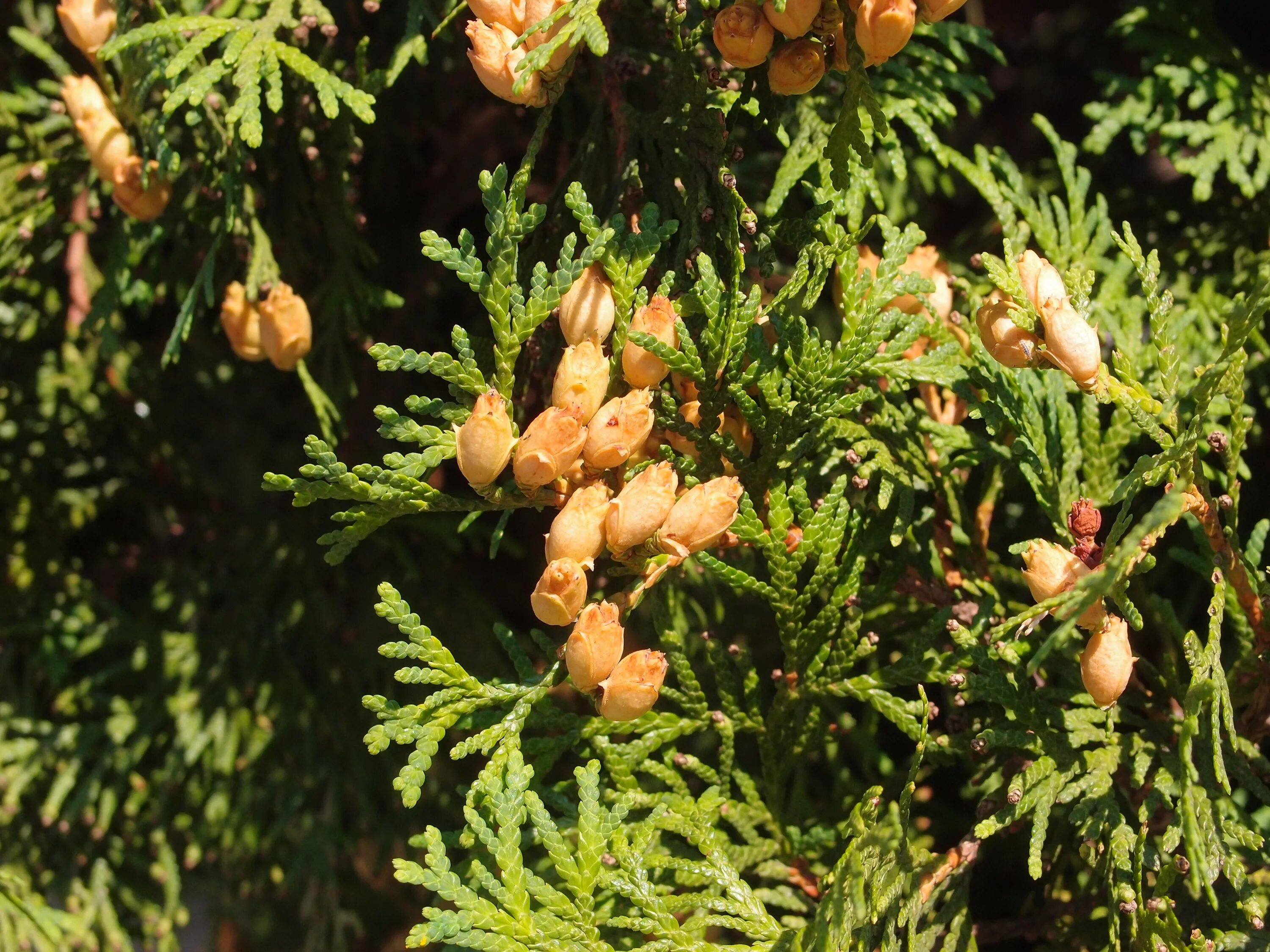 Семейство хвойных. Кипарис Cupressus sempervirens. Туя складчатая шишки. Кипарис вечнозеленый хвоя. Туя с шишечками.