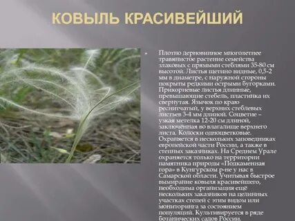 Что значит ковыль