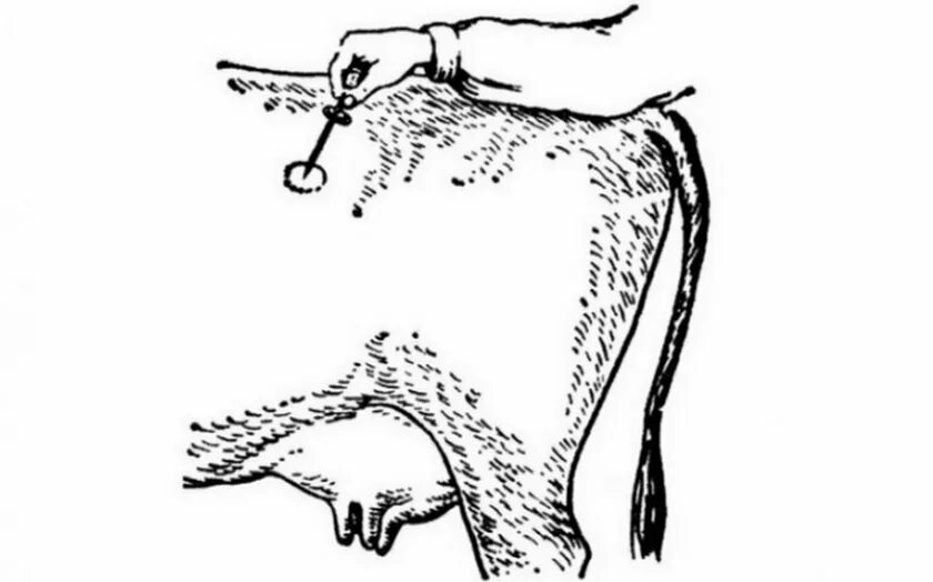 Колики у теленка. Техника прокола рубца троакаром КРС. Тимпания рубца КРС прокол. Прокол при тимпании рубца у коров.