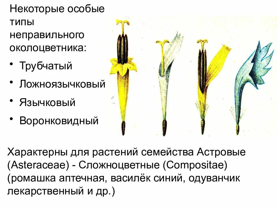 Генеративные органы соцветия. Генеративные органы цветка сложноцветны. Генеративные органы у сложноцветных растений. Семейство Сложноцветные генеративные органы цветок. Типы цветков трубчатые язычковые.