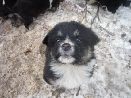Щенки ижевск