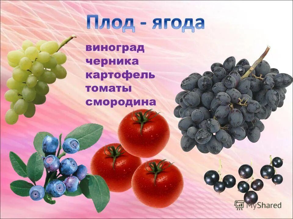 Плод ягода. Плод винограда. Черника виноград. Сочные плоды ягода.