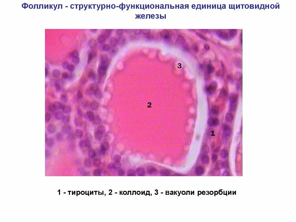 Фолликул щитовидной железы что это. Коллоид фолликулов щитовидной. Строение фолликула щитовидной железы гистология. Фолликулы щитовидной железы гистология.