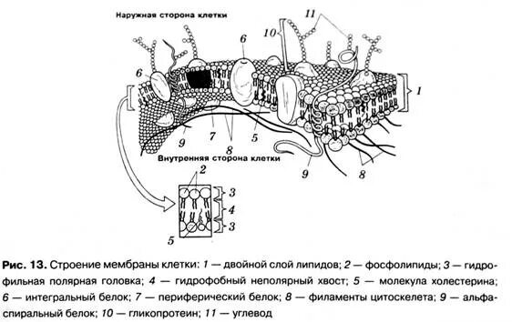 Эукариотическая клетка плазматическая мембрана. Строение клеточной мембраны ЕГЭ. Структура плазматической мембраны эукариотической клетки. Строение клеточной мембраны эукариотической клетки. Функции плазматической мембраны в эукариотической клетке.