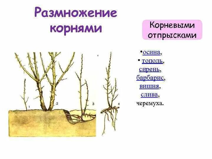 Сирень корневая. Слива размножается корневыми отпрысками. Корневые отпрыски Тополь. Корневая поросль сирени. Размножение корневыми отпрысками схема.