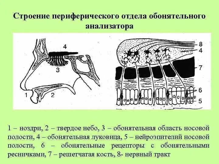 Строение периферического отдела обонятельного анализатора. Строение вкусового и обонятельного анализатора. Обонятельный анализатор 8 класс биология. Обонятельный анализатор строение ЕГЭ. Анализаторы обоняния и вкуса