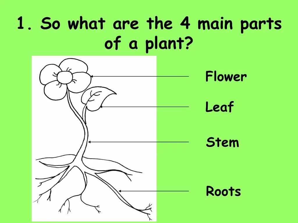 Parts of a Plant. Parts of a Plant цветок. Части растения на английском. Parts of a Plant ESL.