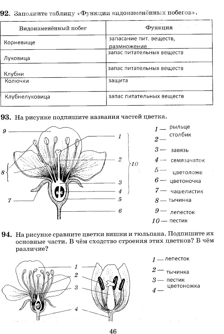 Плод тест 1. Биология 6 класс готовое домашнее задание рабочая тетрадь Пасечник. Биология 6 класс учебник Пасечник строение цветка. Заполните таблицу функции видоизменённых побегов.