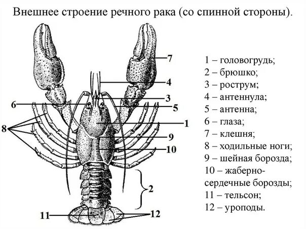 Строение ракообразных на примере речного рака