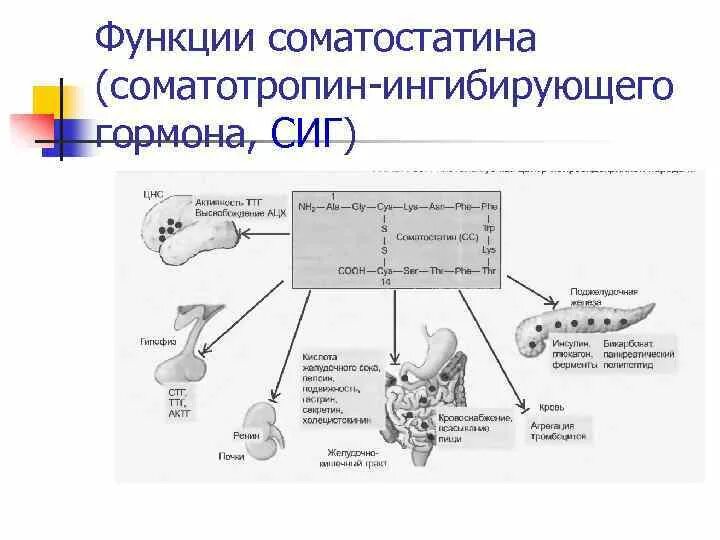 5. Гипоталамо-гипофизарная нейросекреторная система.. Железы регулируемые гипоталамо-гипофизарной системой. Соматостатин функции гормона. Соматостатин эффекты.