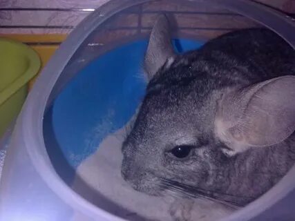 Шиншилла вода