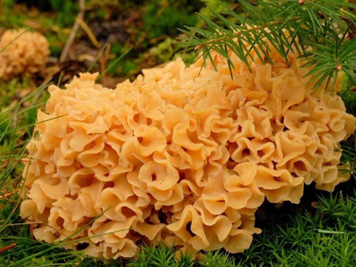 Фото грибов капусты