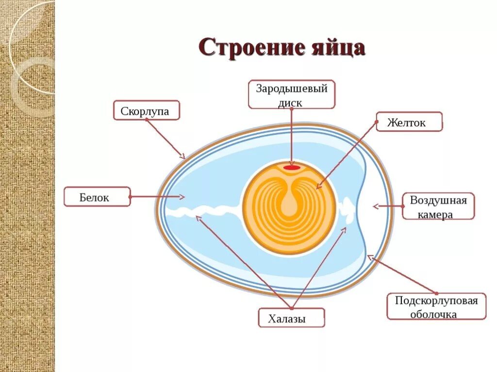 Схема строения яйца птицы. Строение яйцеклетки куриного яйца. Строение яйца функции структур. Куриное яйцо строение и функции.