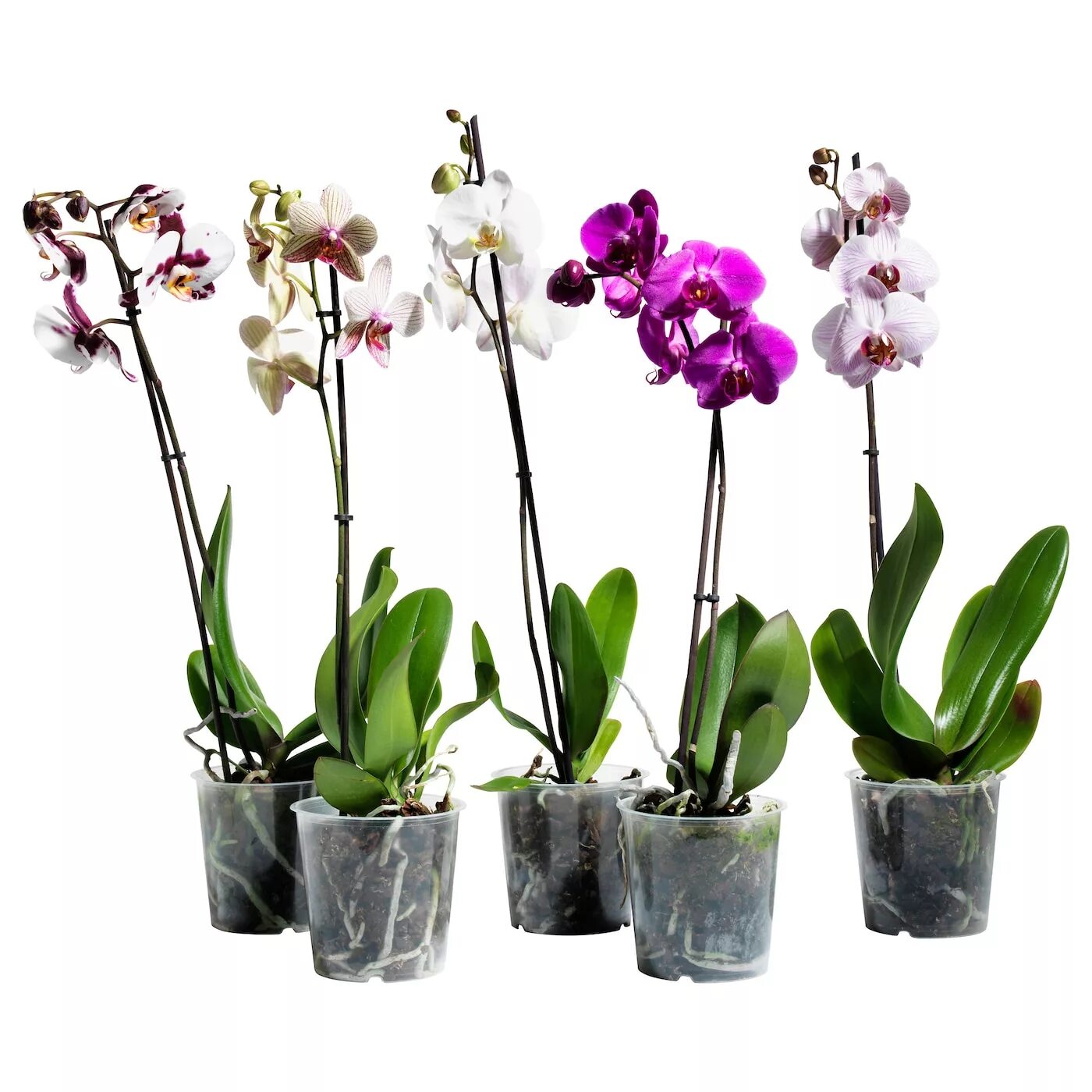 Orchid Pink-White Flower free image download