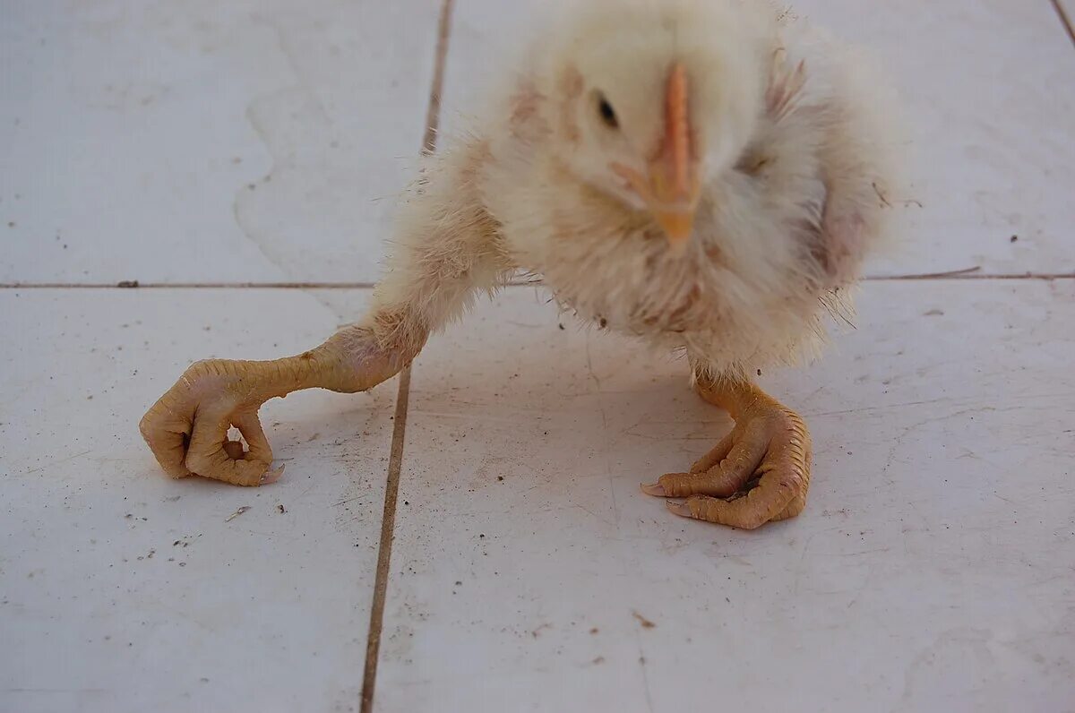 Почему падают цыплята. Ноги птиц.