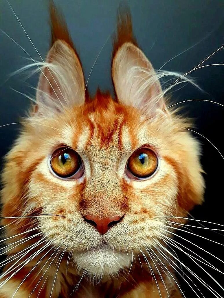 Кошачья морда. Смешной кот. Смешной кот. Сумасшедшие коты. Рыжая кошка.
