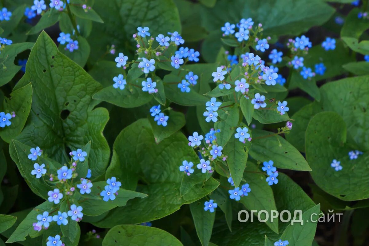 Бруннера Сибирская Brunnera sibirica. Незабудка лопухастая. Незабудка Бруннера. Голубая Незабудка Бруннера.