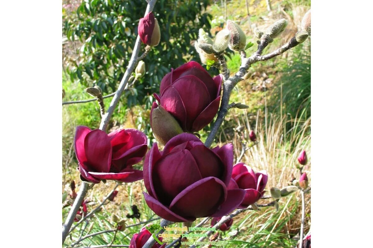 Купить магнолию саженцы в беларуси. Магнолия Genie. Магнолия Magnolia Genie. Магнолия гибридная Black Tulip. Magnolia soulangeana Genie.