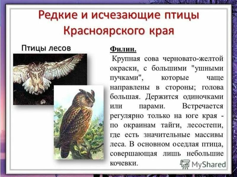 Какие животные в красноярском крае. Животные занесенные в красную книгу Красноярского края. Животное занесенное в красную книгу Красноярского края. Животные из красной книги Красноярского края с описанием. Животные красной книги Красноярского края сообщение.