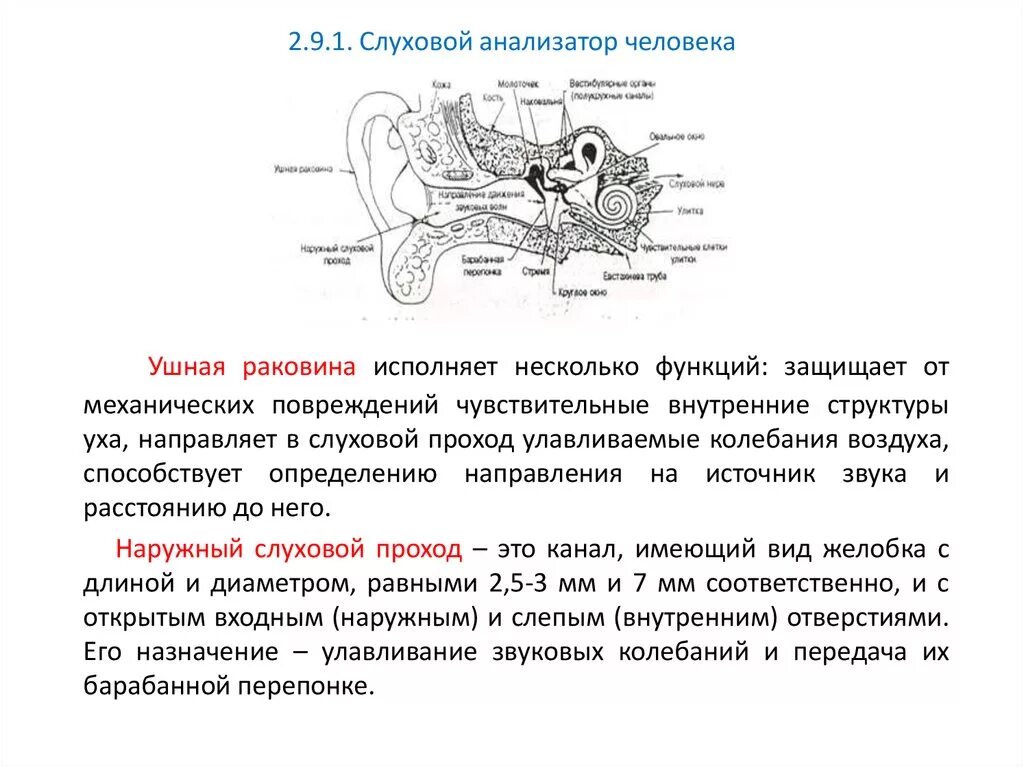 Слуховой анализатор тест 8