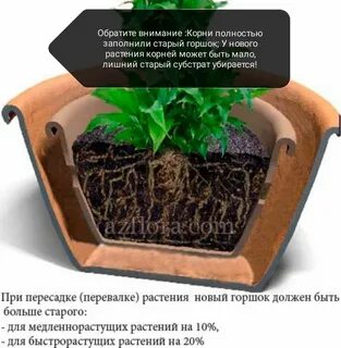 Агротехника растений